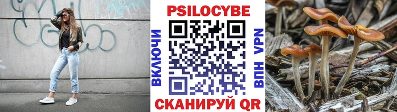 хочу наркоту  Темников  Псилоцибиновые грибы Cubensis 
